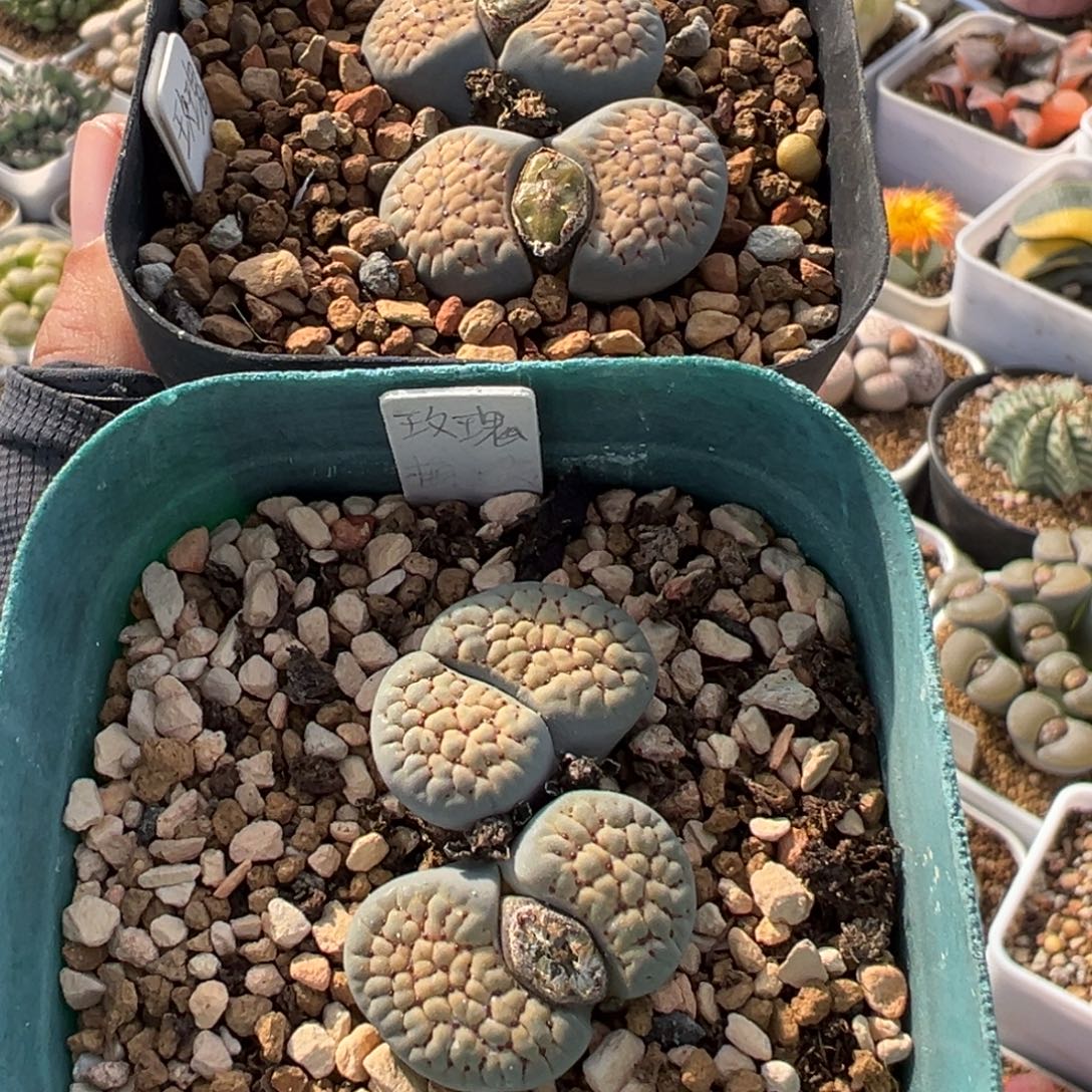 785多肉植物种类多样
