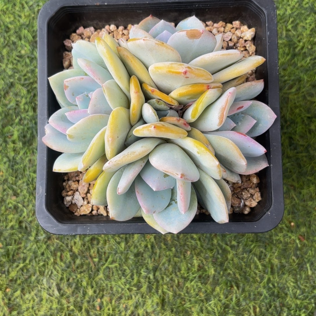奶茶多肉植物群生