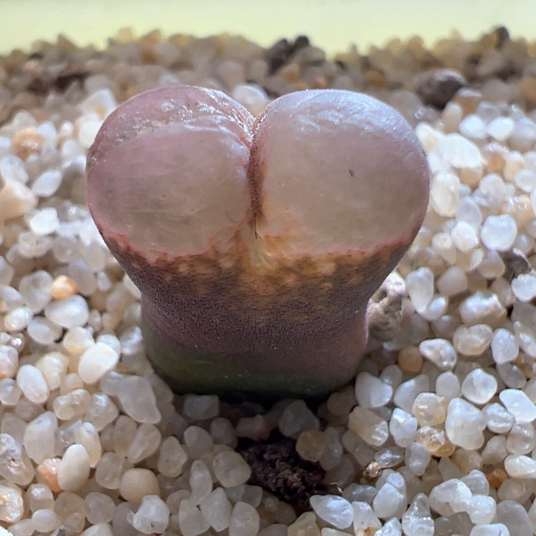 377内双豆豆一颗