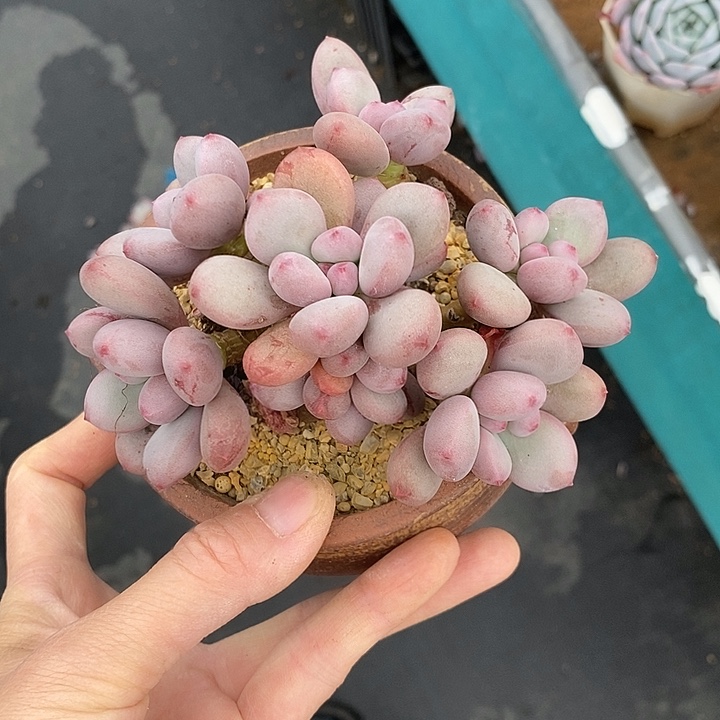 418多肉植物老桩