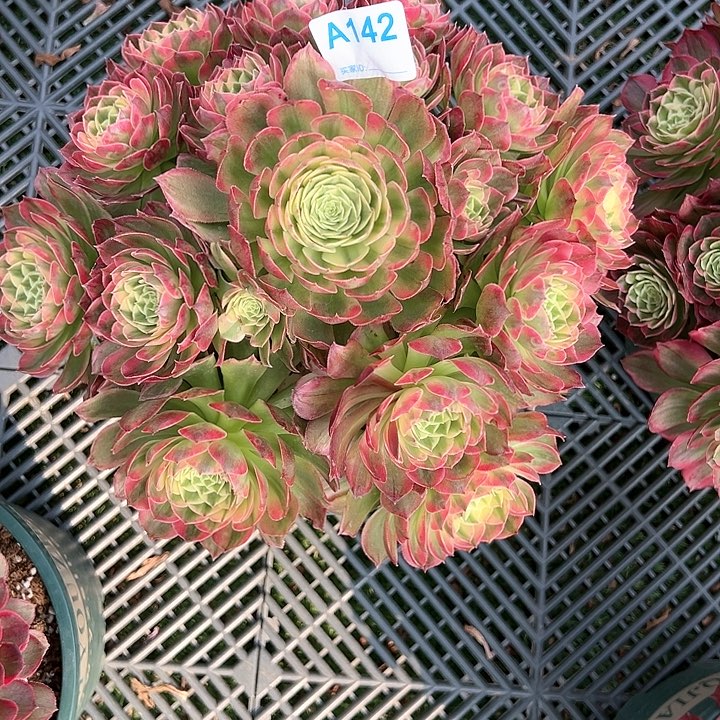 142粉海王多肉植物