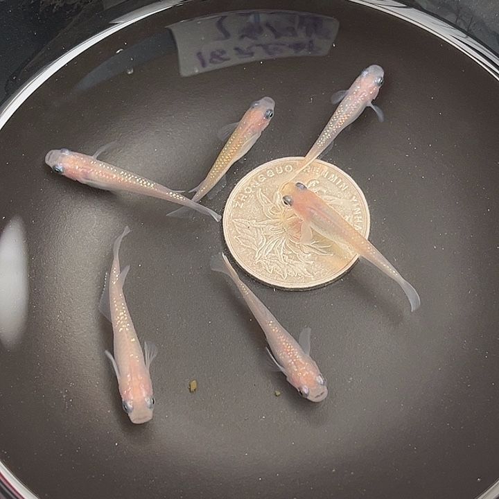 青鳉鱼粉王华6只4号