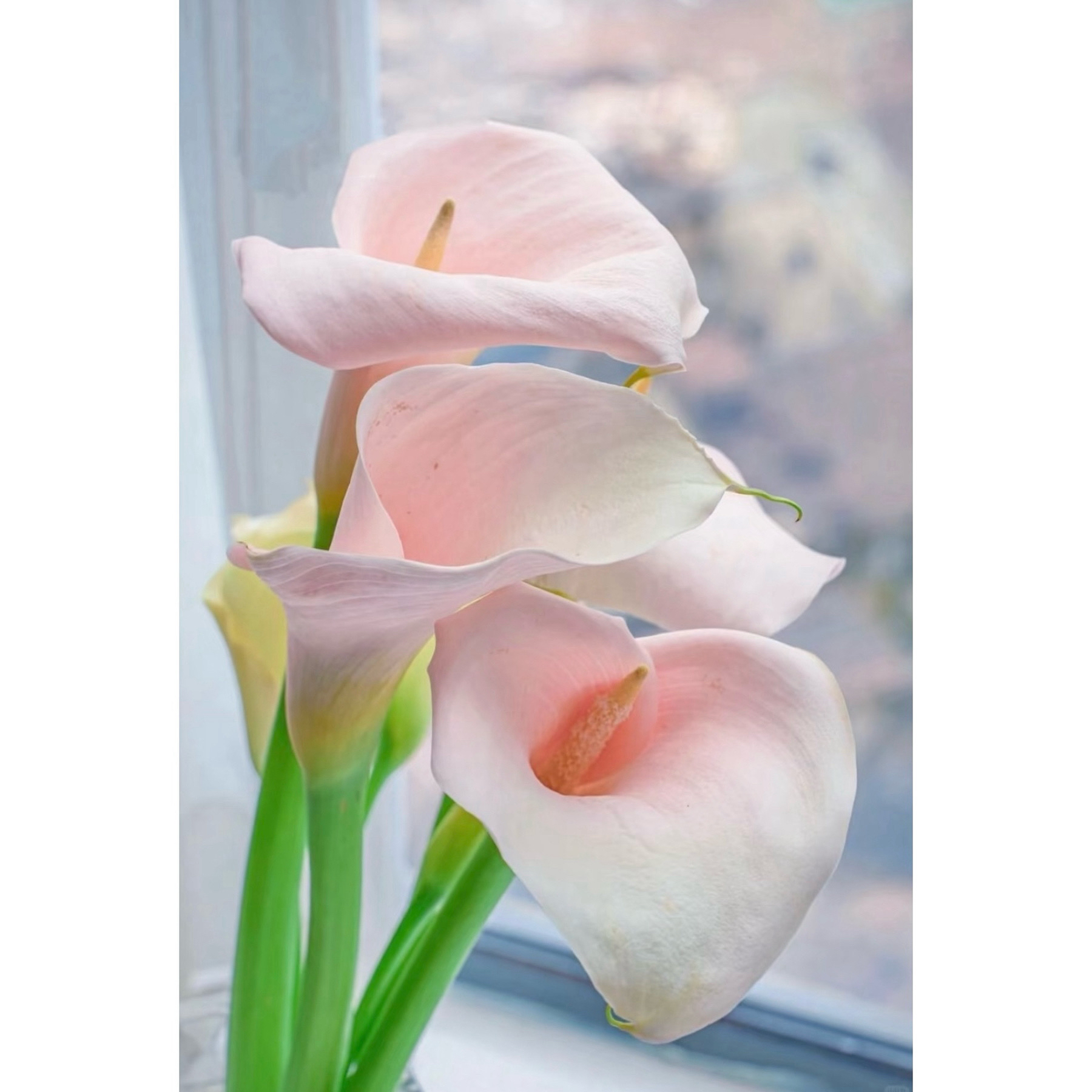 【杨鹏鲜花】火烈鸟 马蹄莲 清雅高洁挺秀雅致云南鲜花包邮家用花束