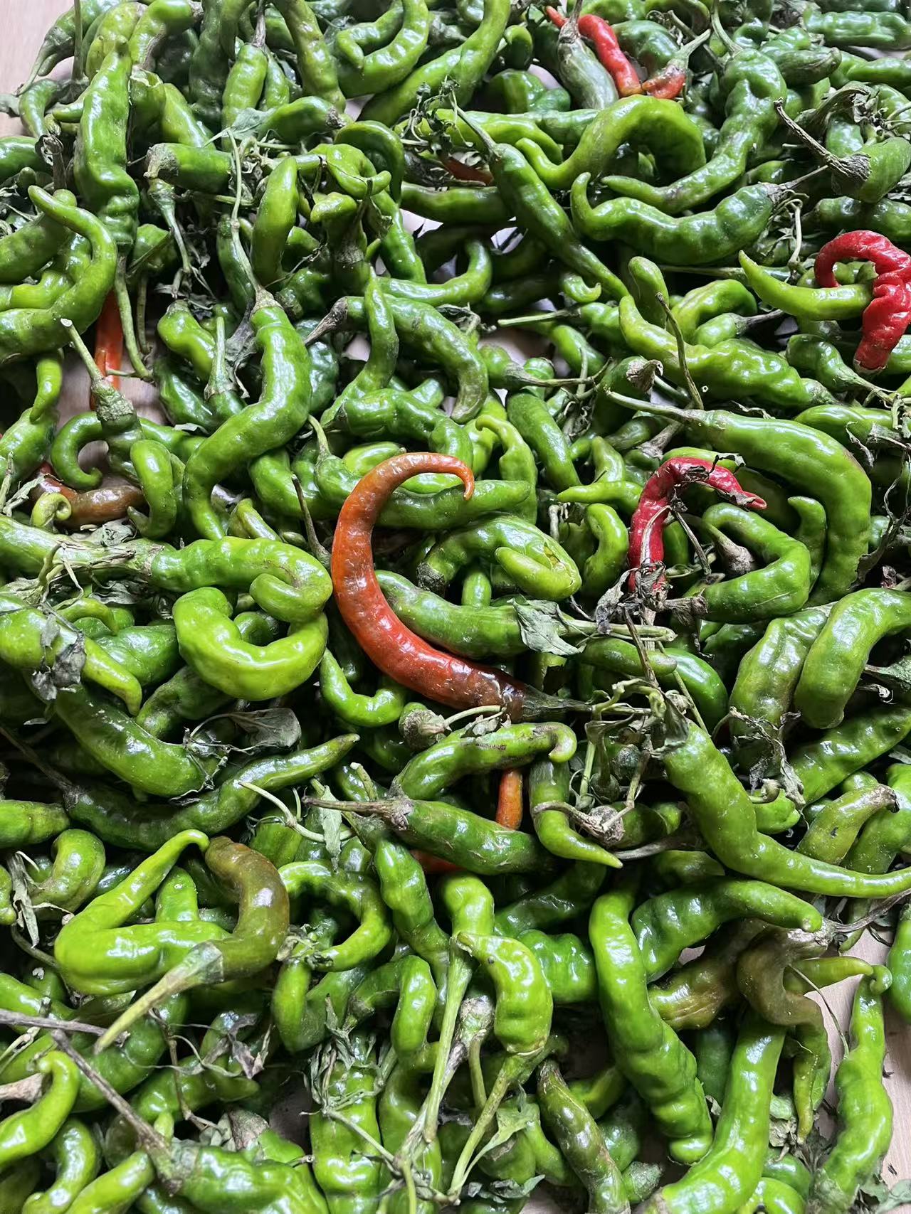 新鲜现摘薄皮中辣青椒农家自种应季蔬菜