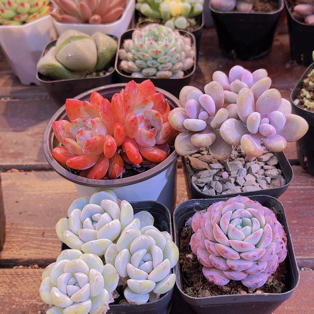 梦影多头➕冰玉多➕恩宠➕桃蛋