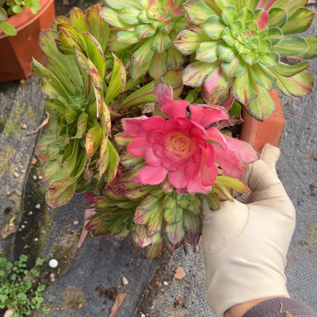 70知否多肉嘻嘻嘻