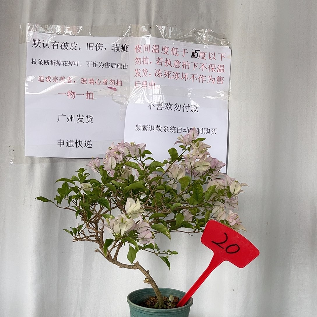 当前无花栽培后可以开花20绿叶丽娜