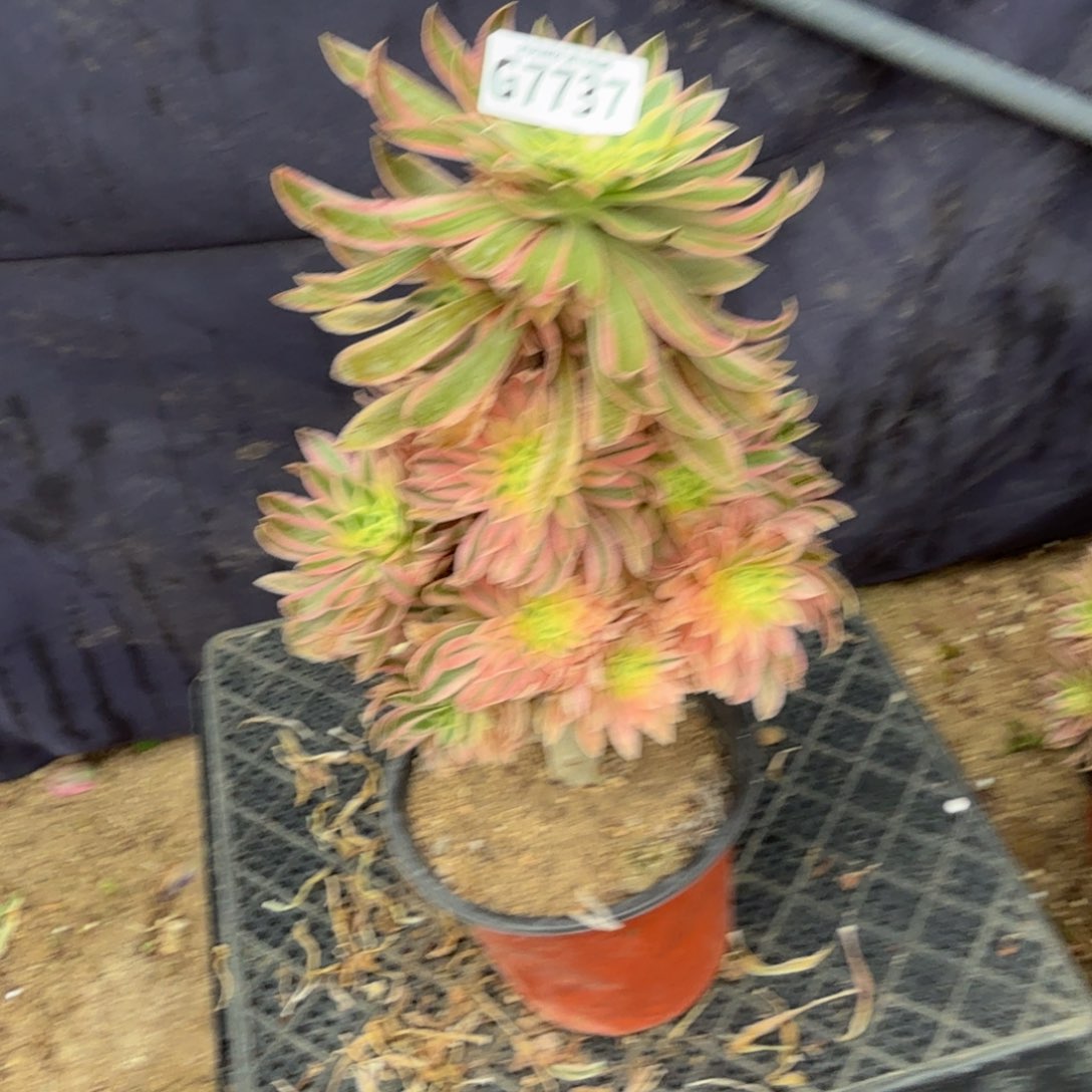 7737夕颜。多肉植物
