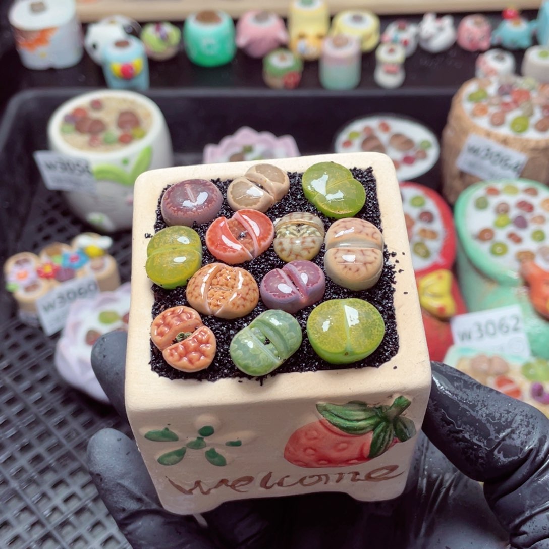 w3067--带盆土发货，零下地区拍保温箱