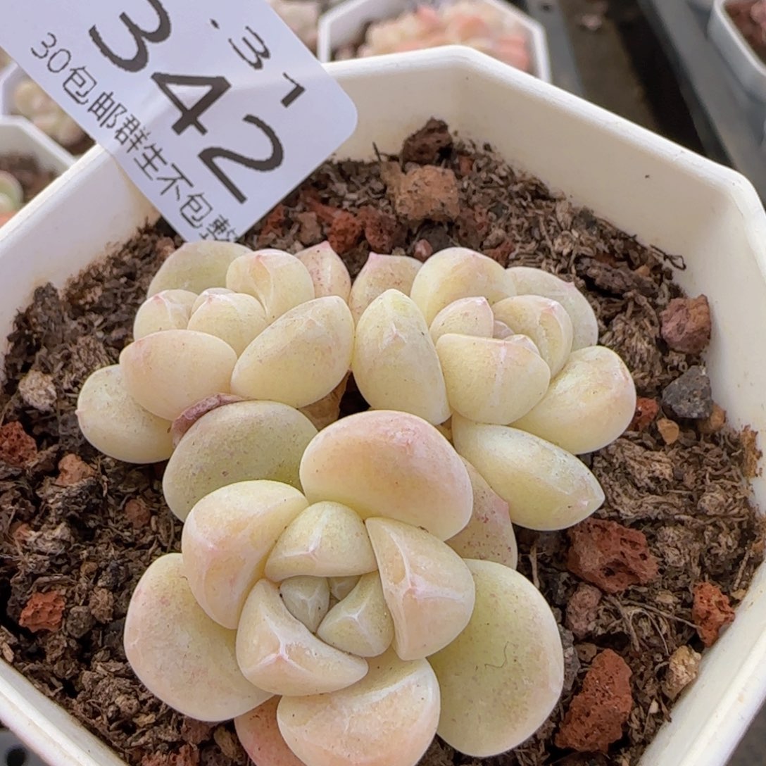 三头白体冰玉双头