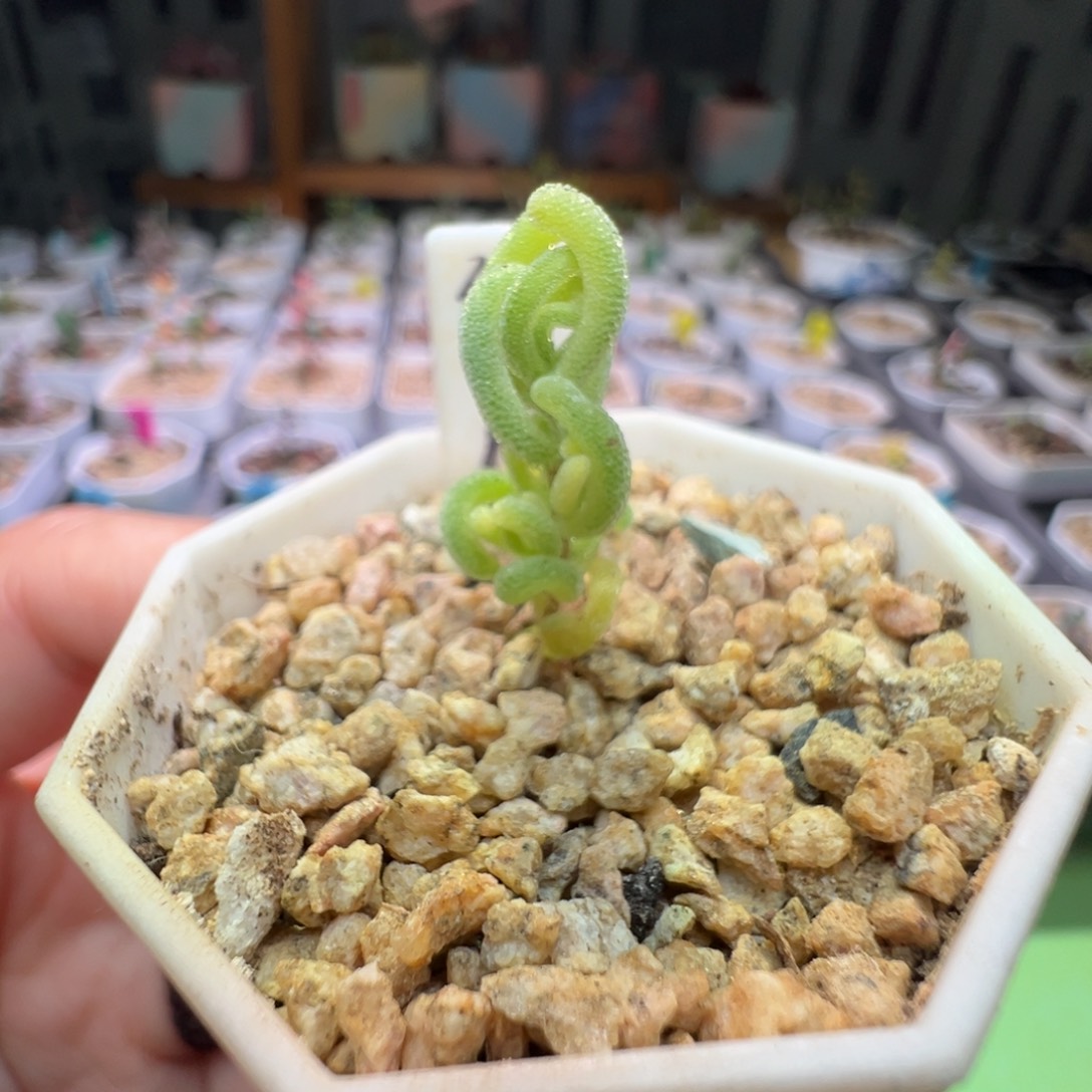 3014红叶锦，拍下不退不换