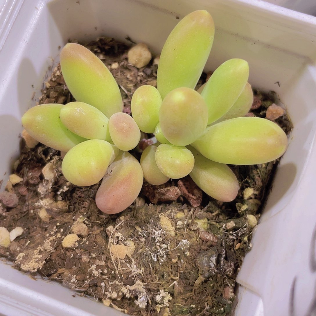 芒果奶e033一物一拍