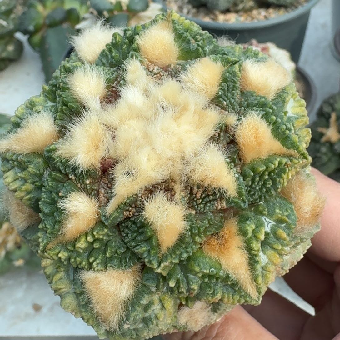 【闪购商品】苗接大尤龟甲锦571
