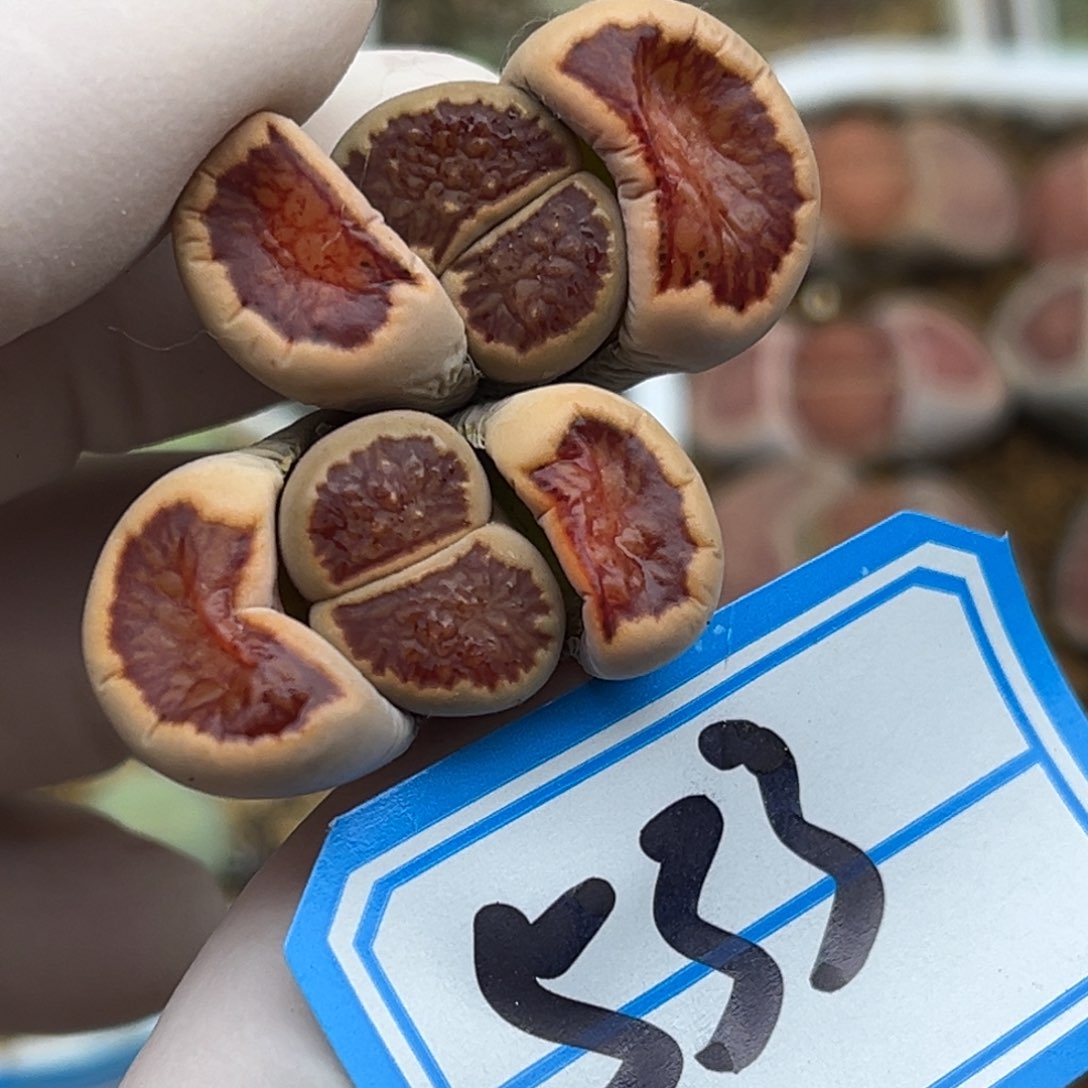 533号一颗母本红窗菊