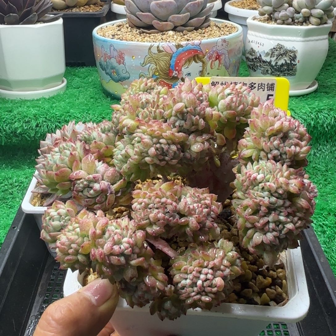 解忧多肉植物编号105