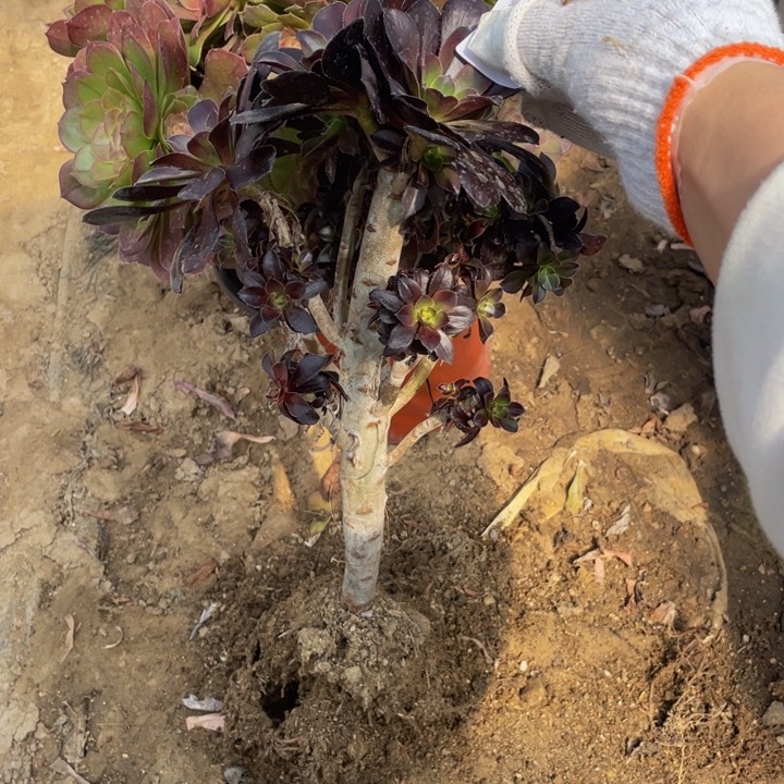 600圆叶有砍法师多肉断枝不售后