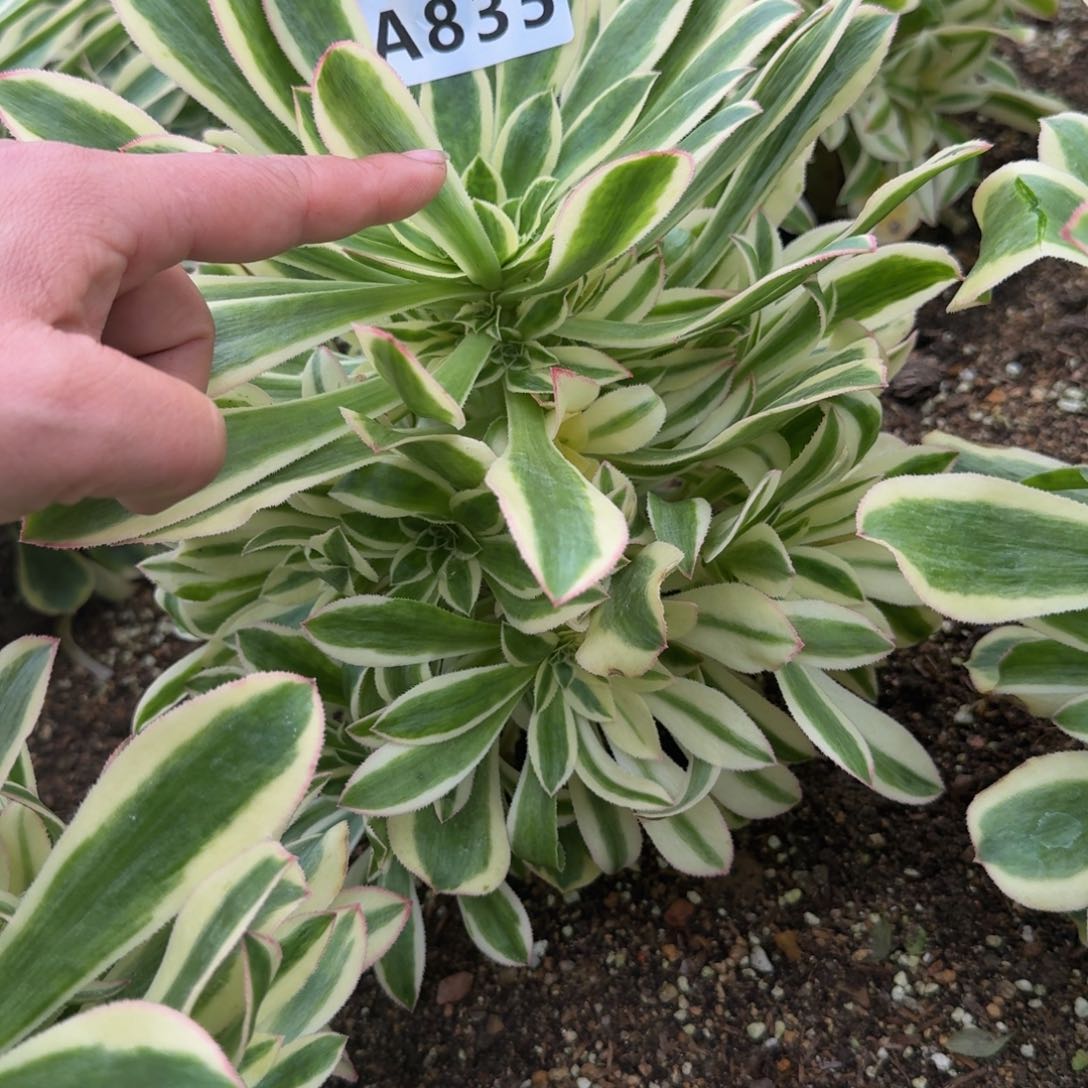 改*835白兰地到秋天。多肉植物