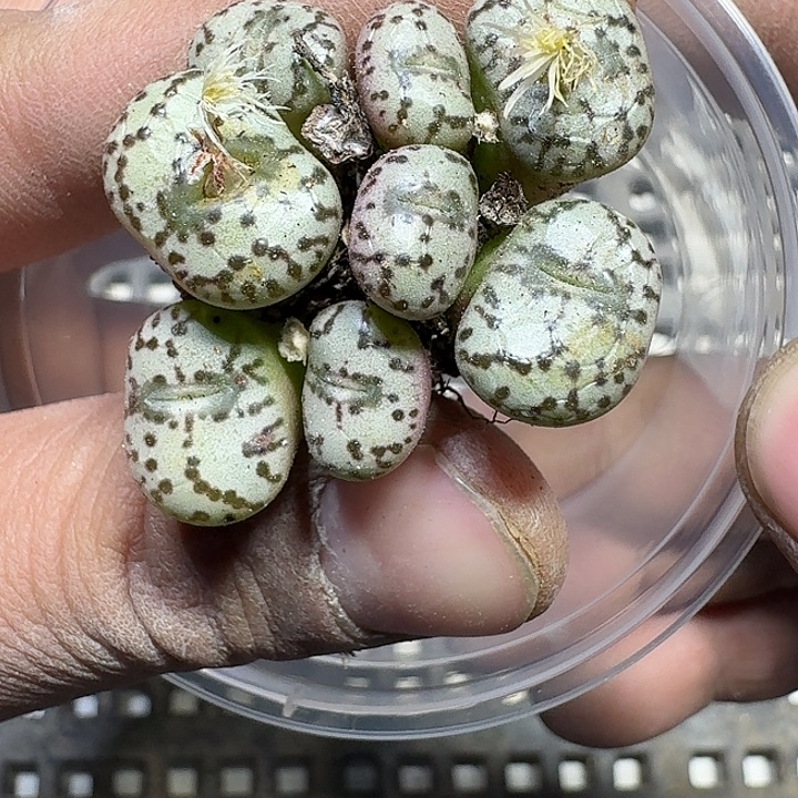 230 多肉植物多肉植物