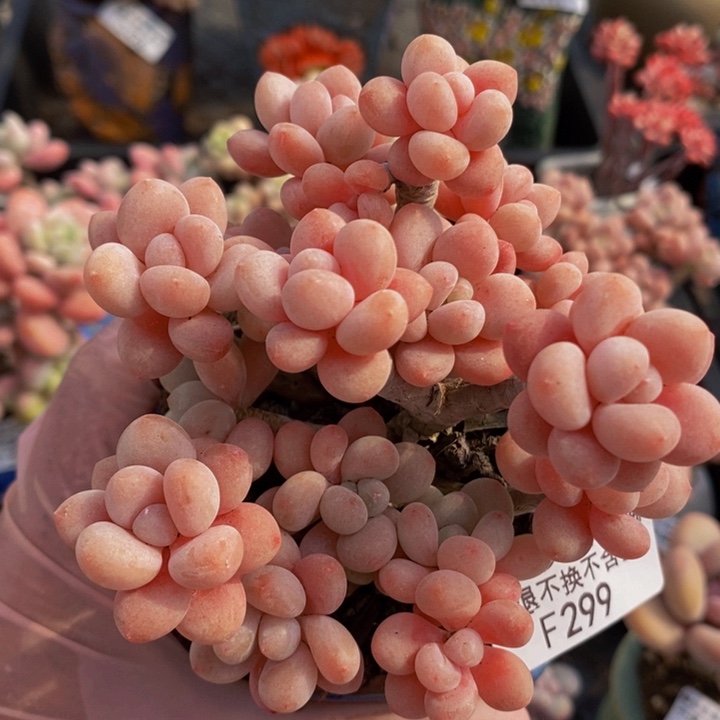 鱼子酱老桩有砍10cm299多肉植物