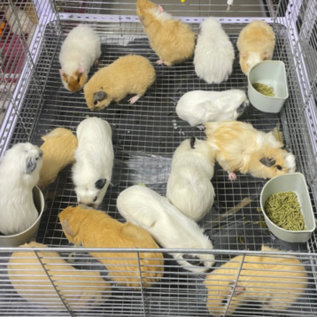 荷兰猪活物豚鼠宠物活体荷兰鼠小宠豚鼠奶黄加州美泰 一物一拍