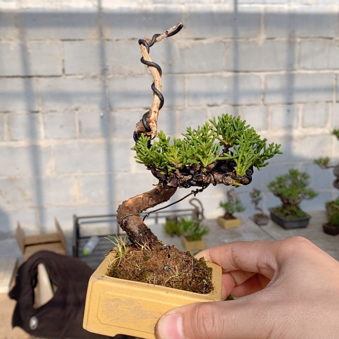 手工艺品琉璃?松树等经济作物的生长