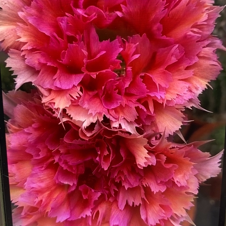 彩草羽毛2号7.5公分左右