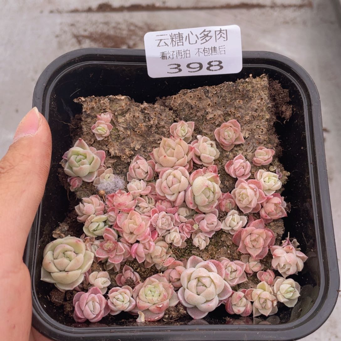 云糖心多肉植物398