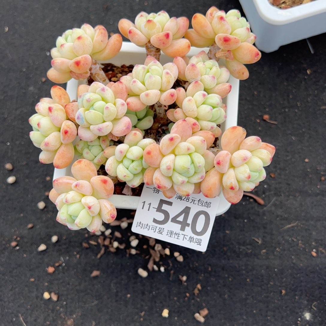 樱花罗绮多肉多肉多肉多肉