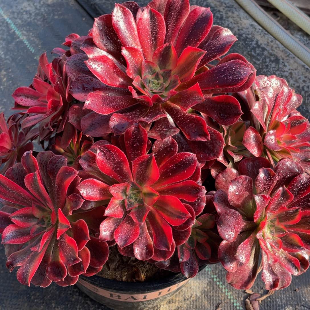 468美杜莎精品法师老桩