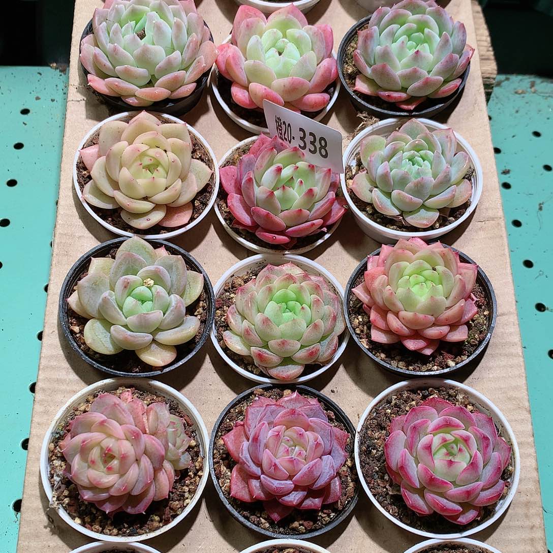 20-338一物一拍带盆18颗