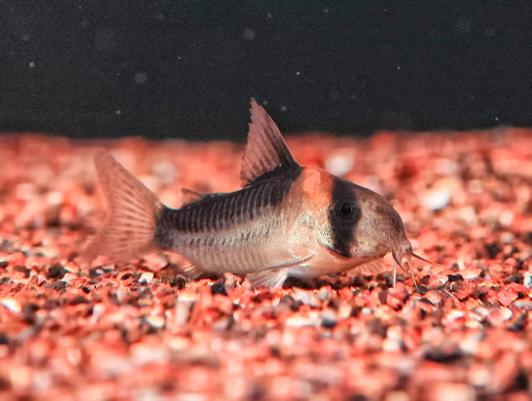 【黑金红头鼠鱼】底层鱼观赏鱼鼠鱼热带鱼底栖鱼