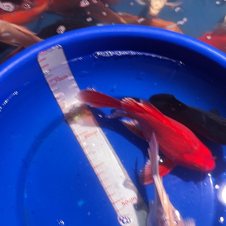 蝴蝶鲤一对一挑选直播间