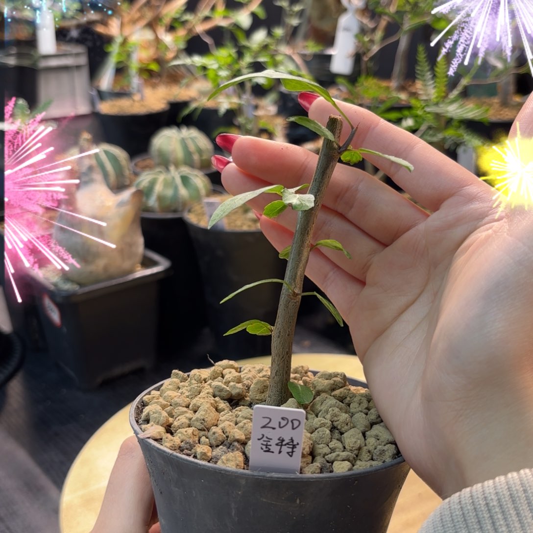 木 舍特利裂榄扦插