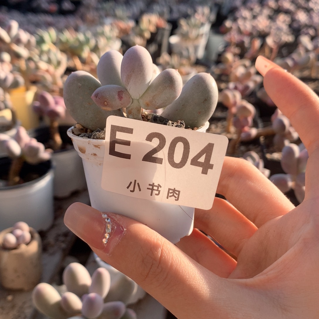 米可米可米可哈哈