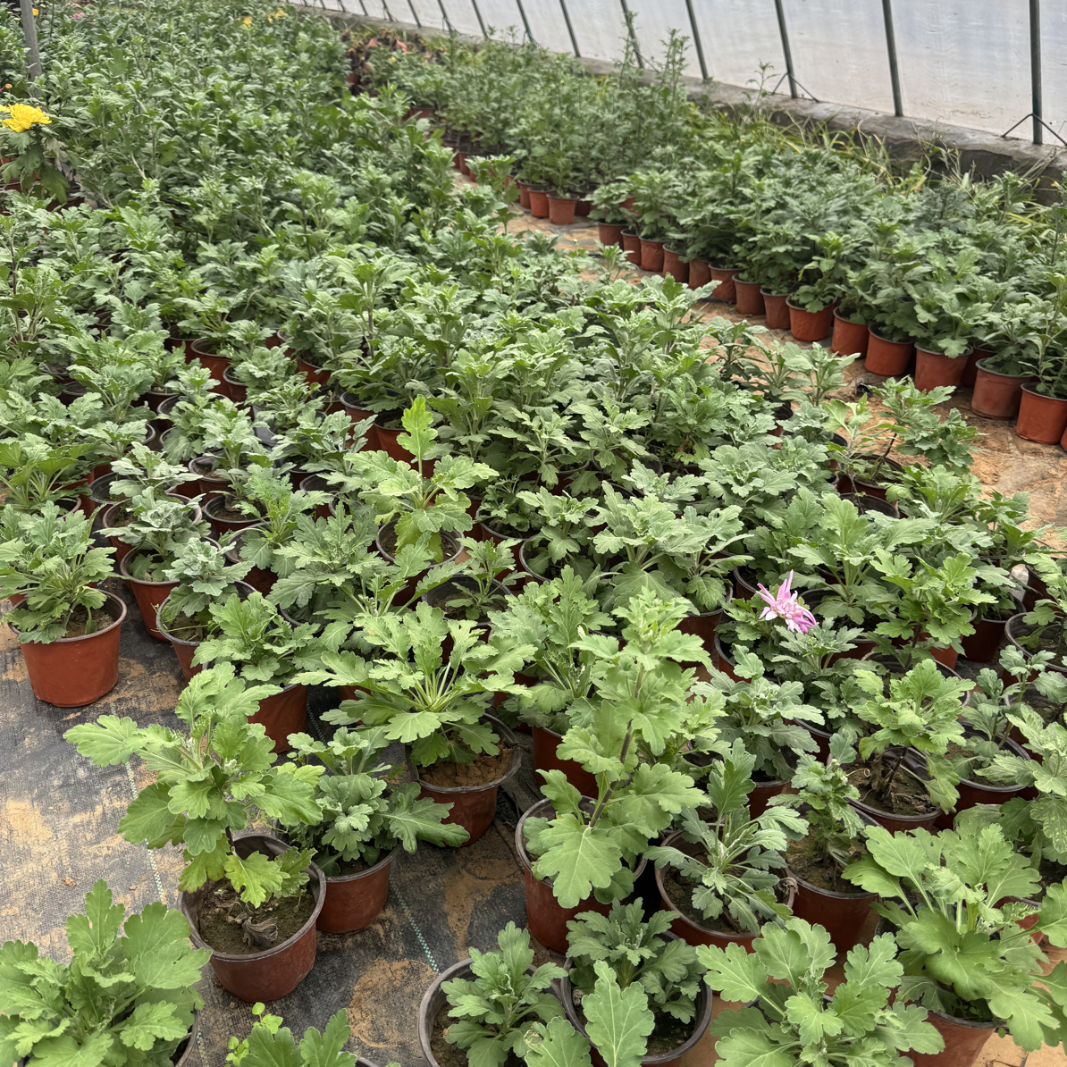 国华苗子盲盒（不支持售后）随机发