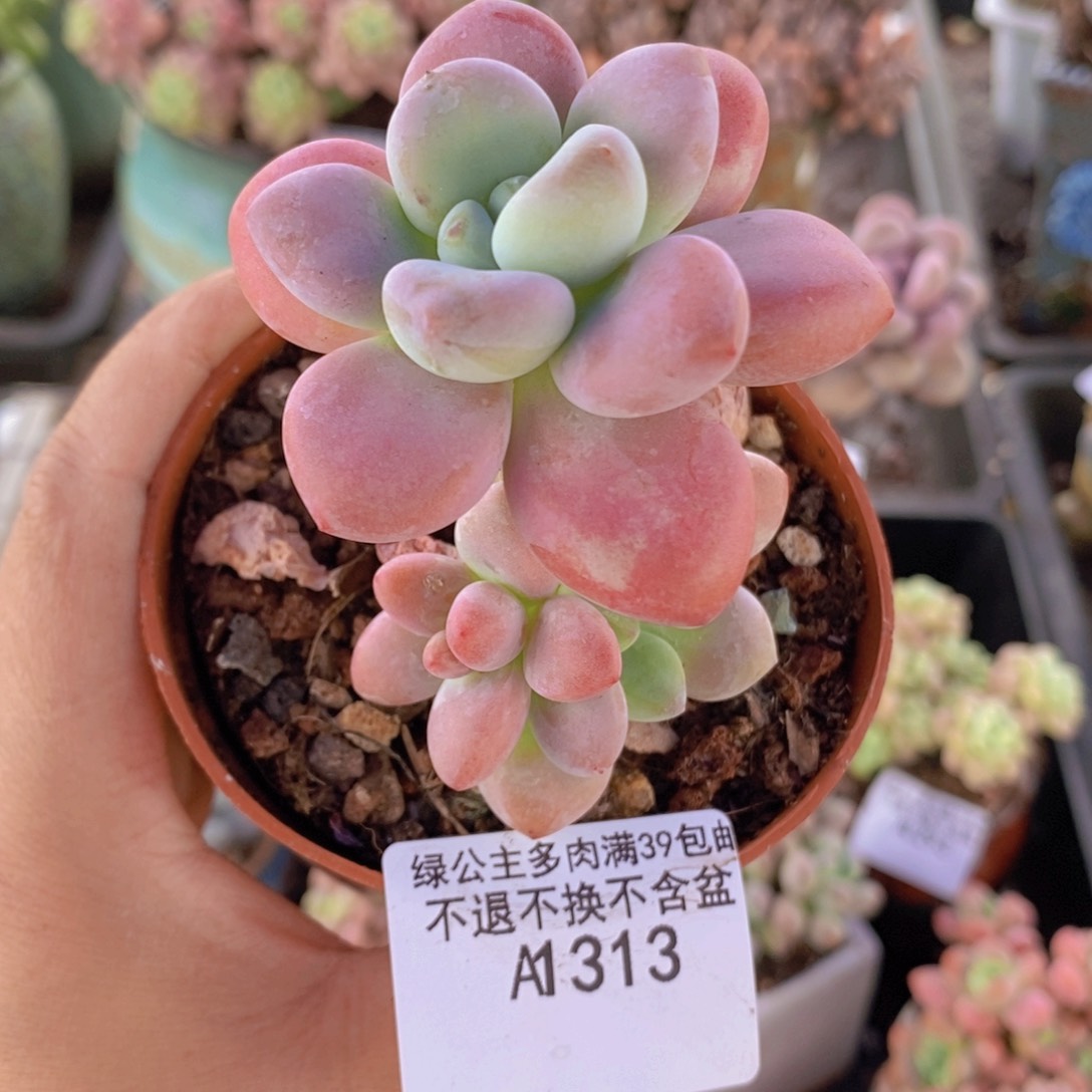 洛神5cm313多肉植物