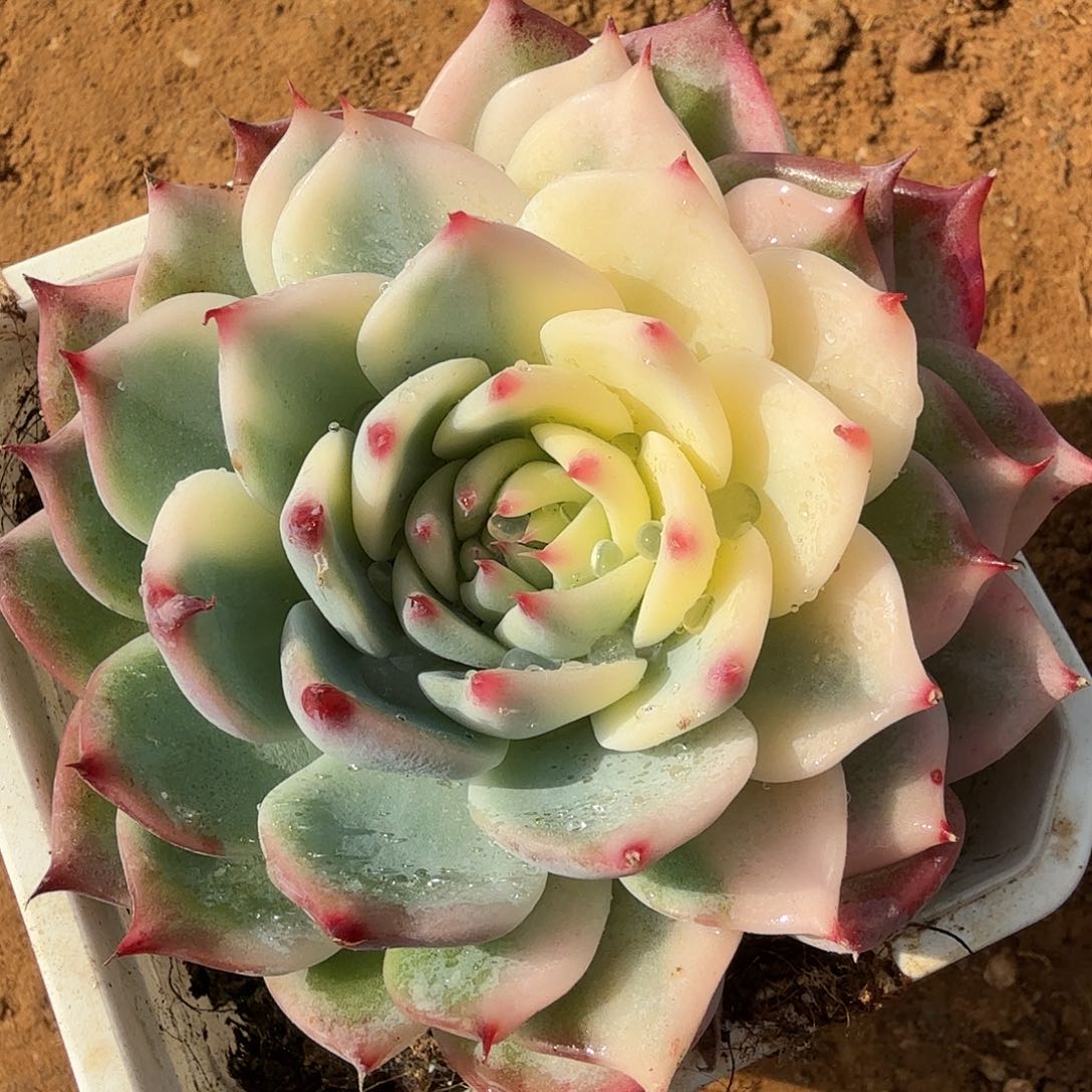 吉娃娃锦，多肉植物