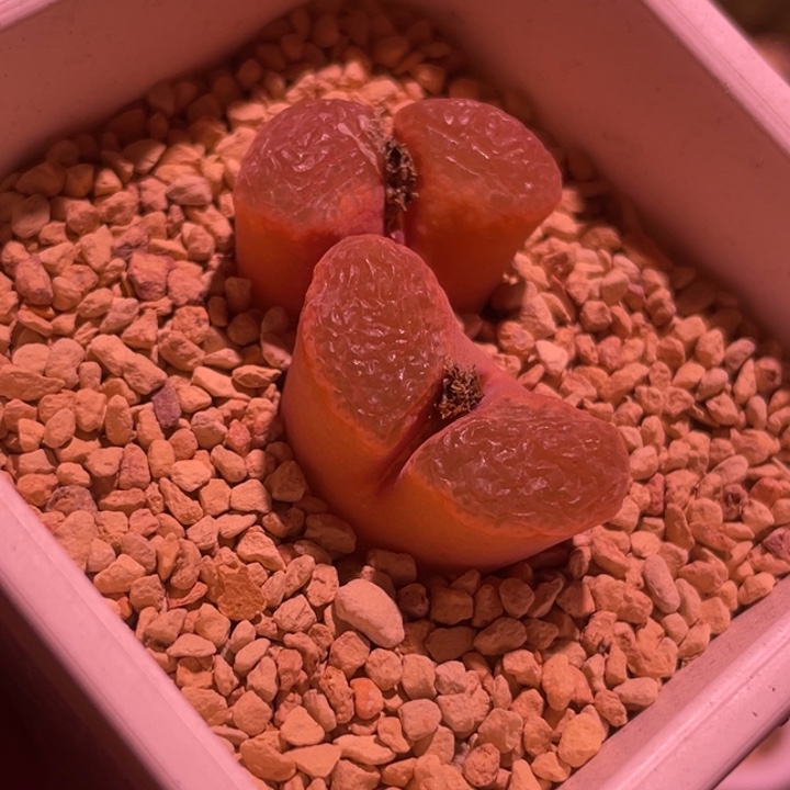 莉迪亚风铃植物一物一拍
