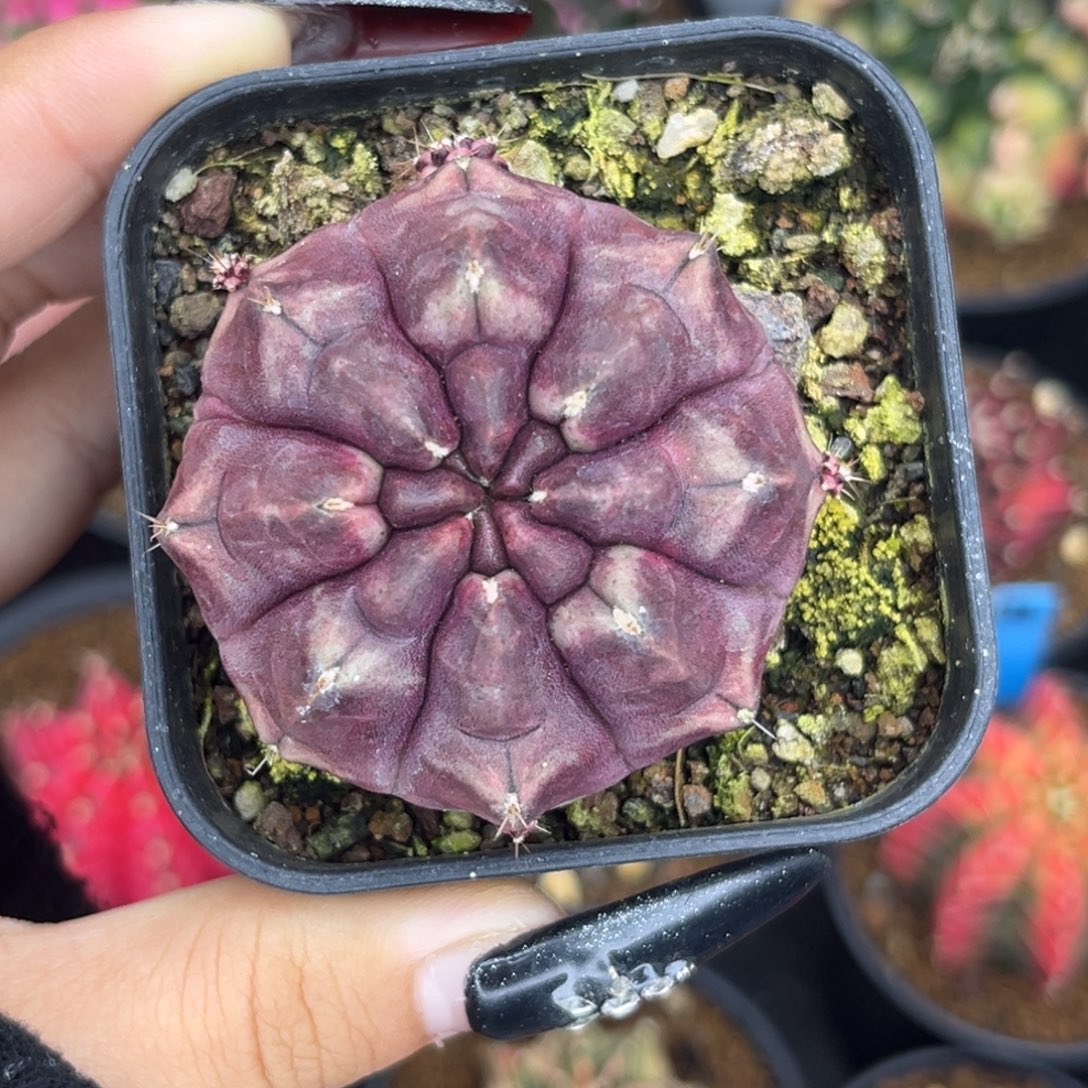 梦想 侧牙 特价捡漏