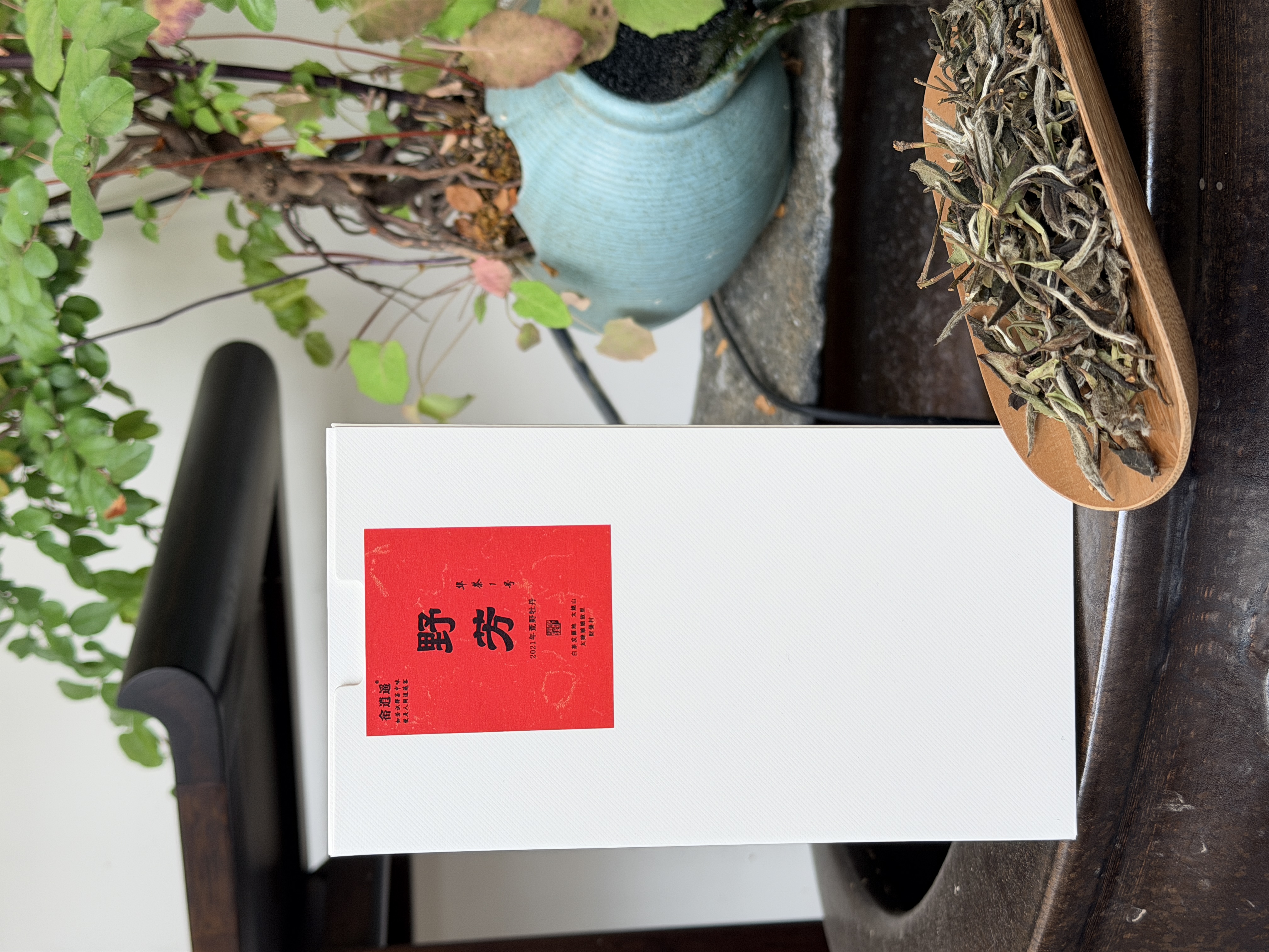 （野芳）华茶一号 老树荒野牡丹