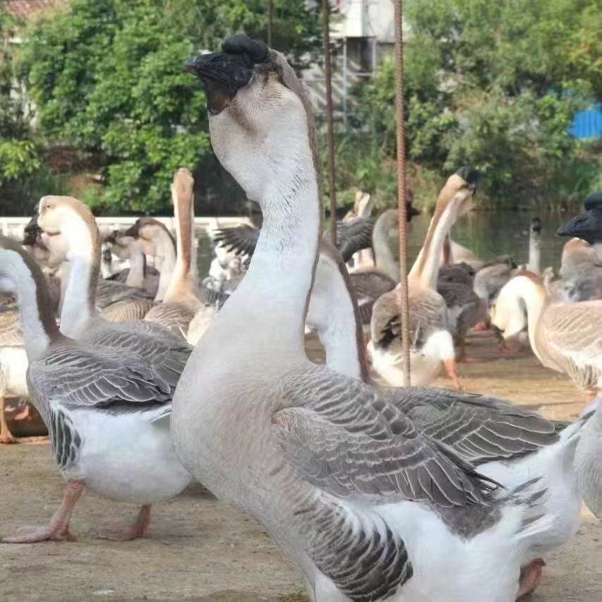 农家散养狮头鹅鹅肉鲜美特大种狮头鹅小鹅肉