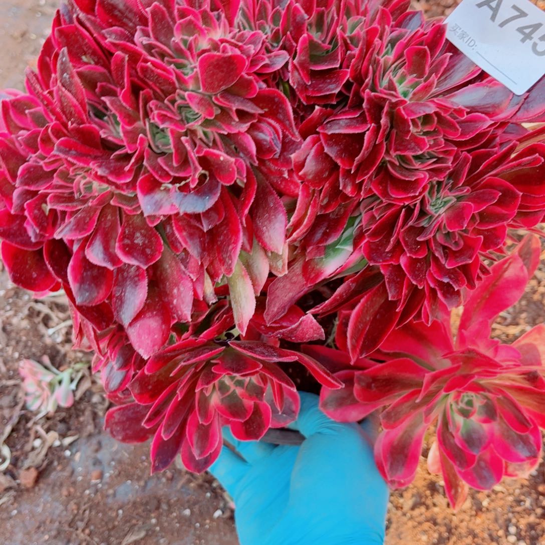 多肉植物745红袖