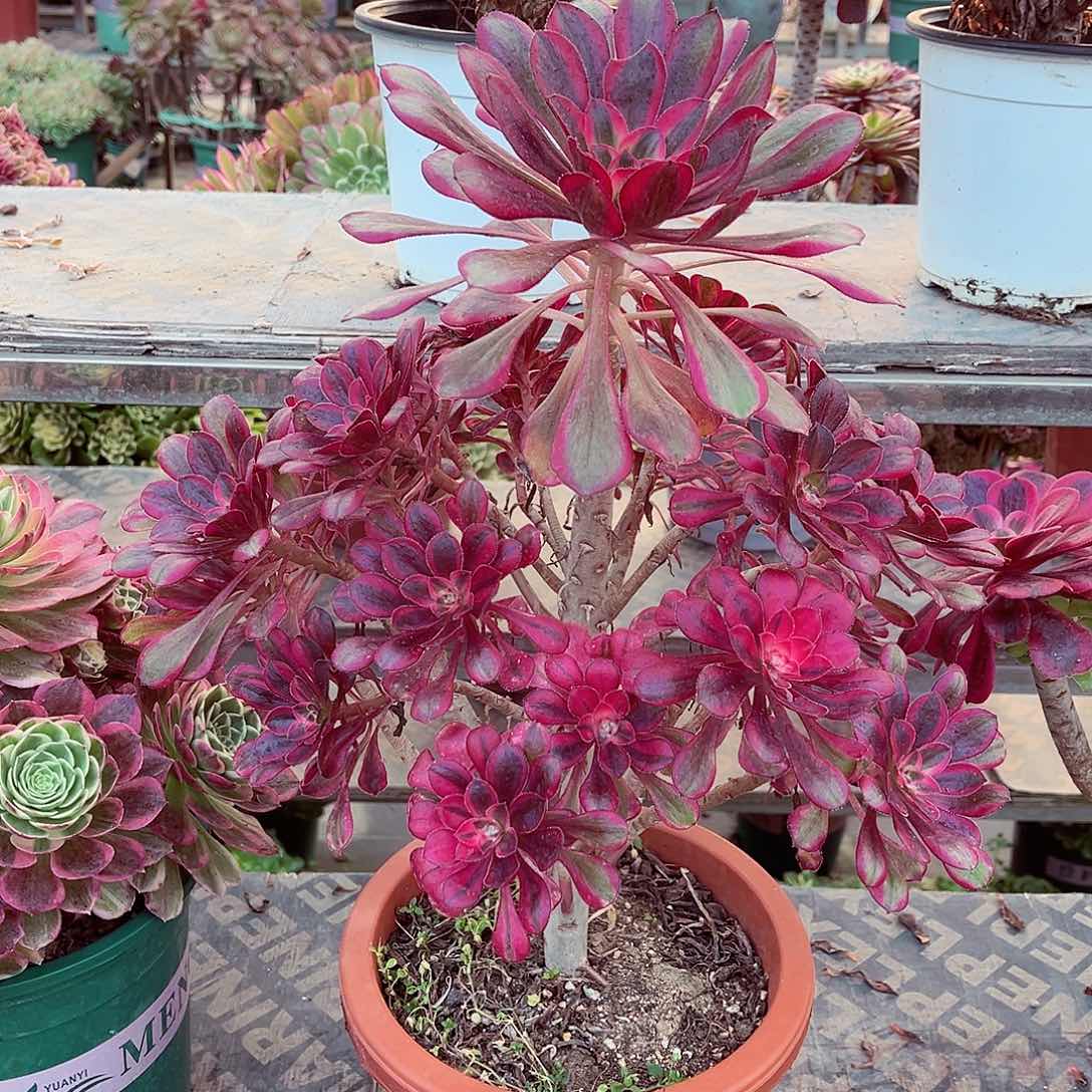 法师多肉漂亮漂亮