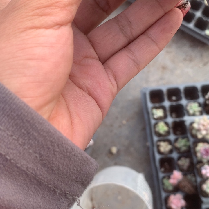 彩虹奶100颗。送10颗。包邮