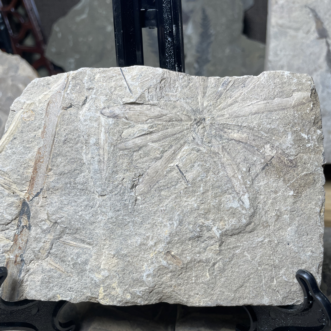 辽西植物化石家居摆件