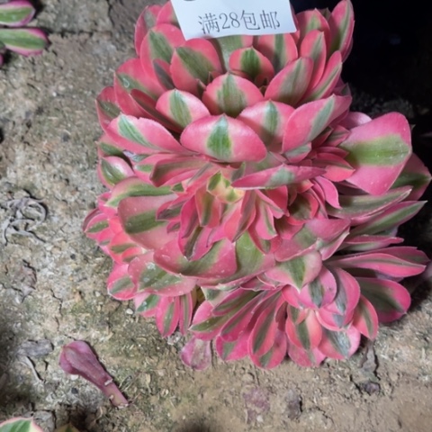 女巫多肉多肉5710