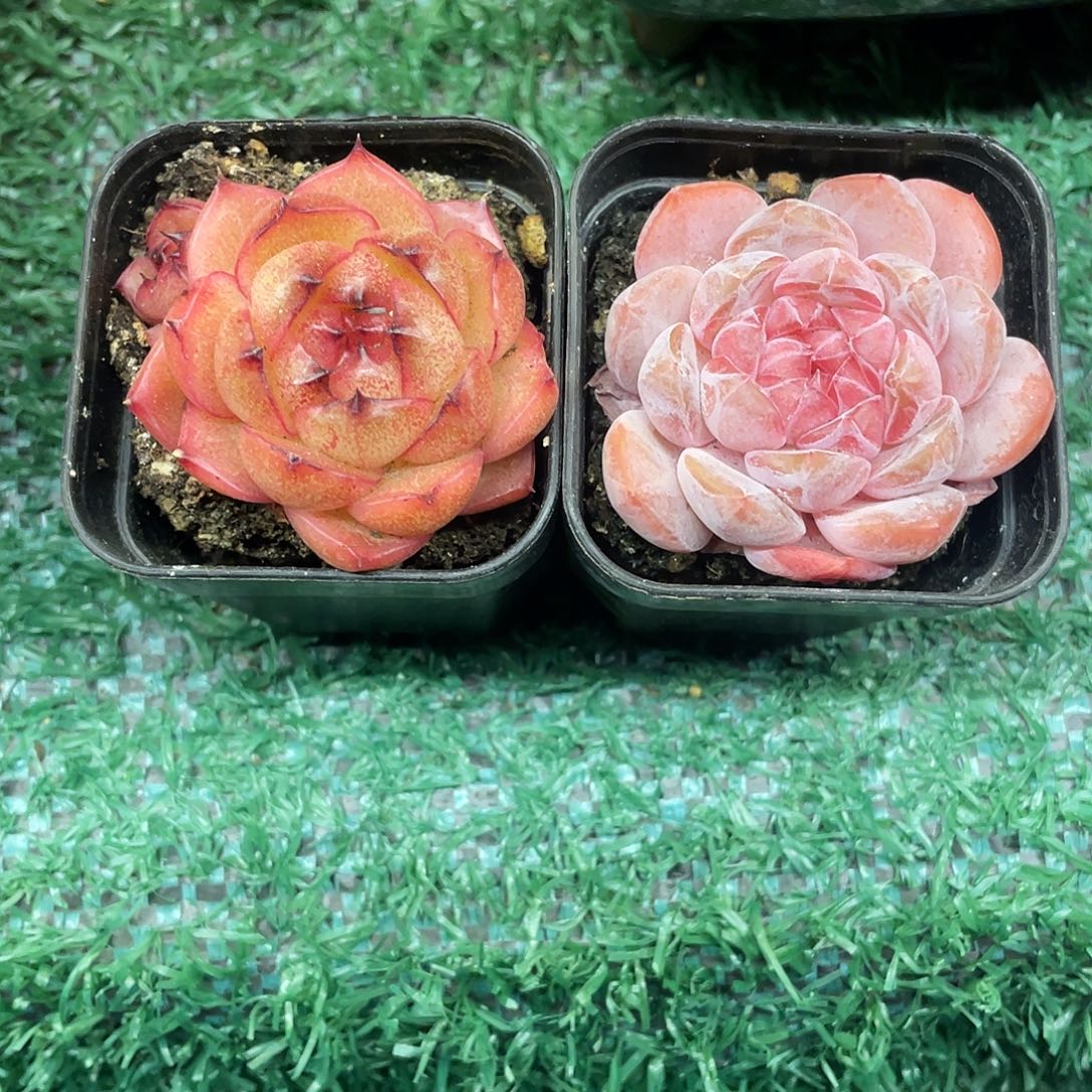 两颗一起一物一拍28包邮非偏远