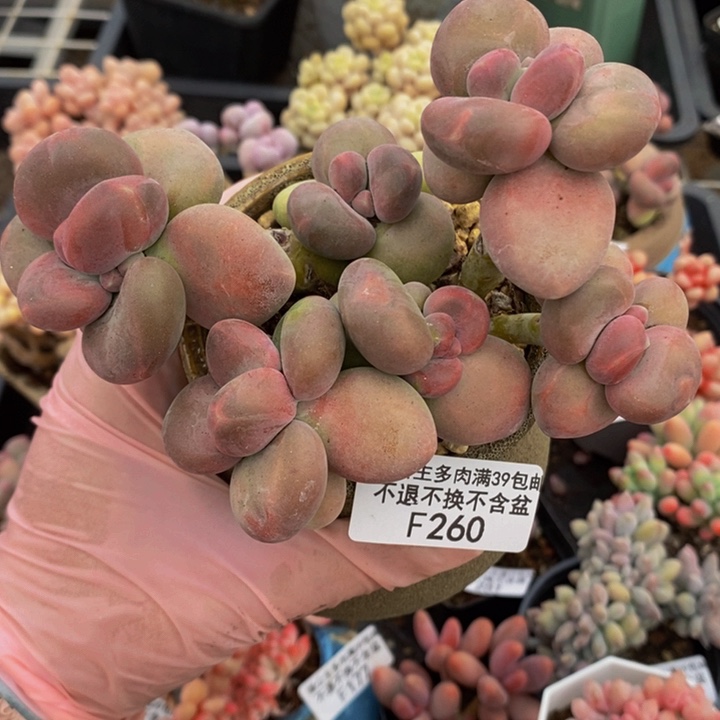 芒果奶10cm260多肉植物