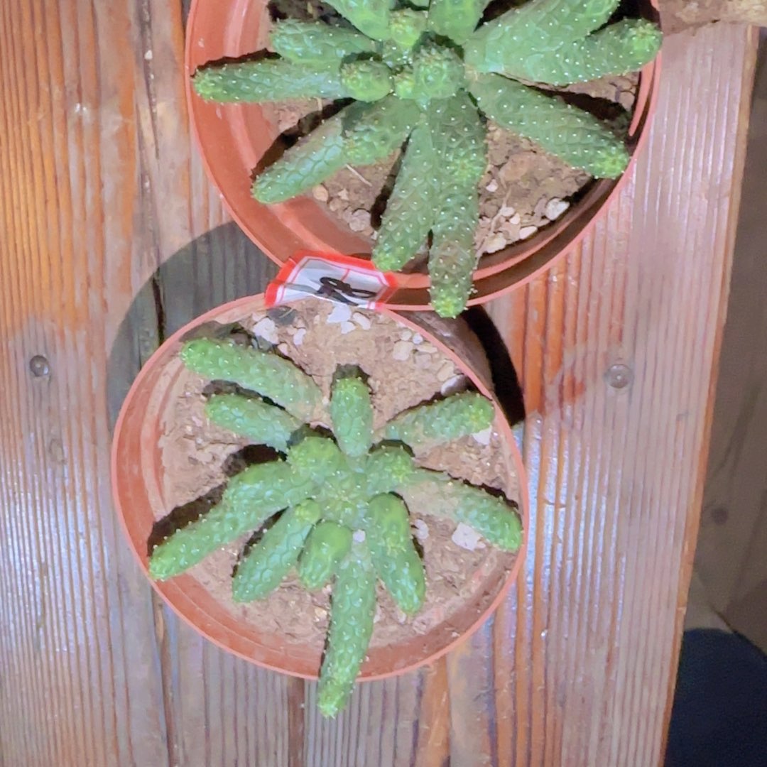 不***颜块根植物块根植物