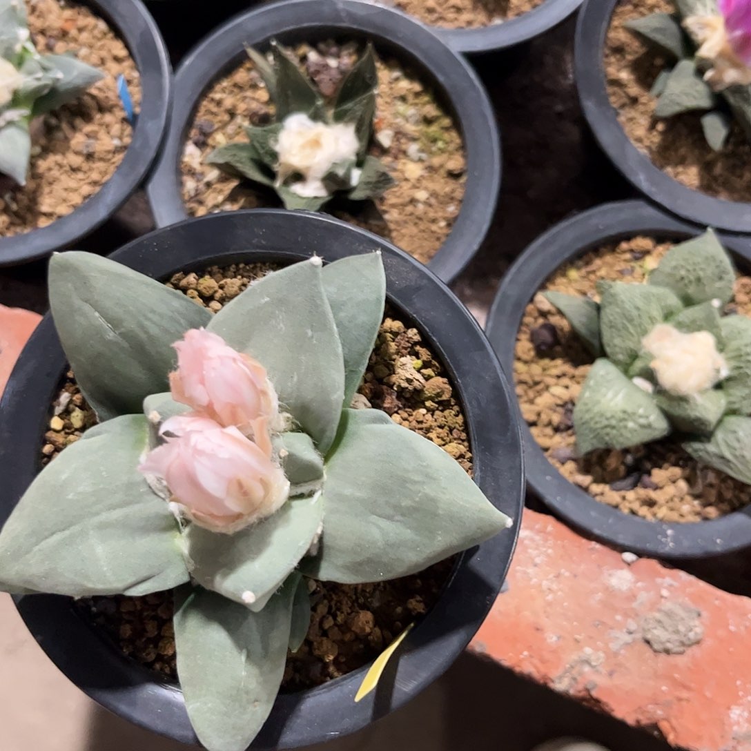 *****24号实生牛舌玉牡丹